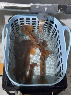 ムギイカの釣果