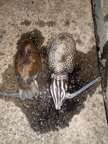 シリヤケイカの釣果