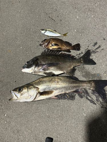 シーバスの釣果