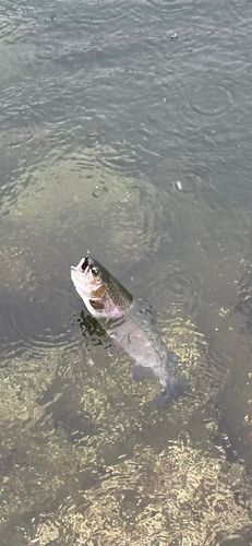 ニジマスの釣果