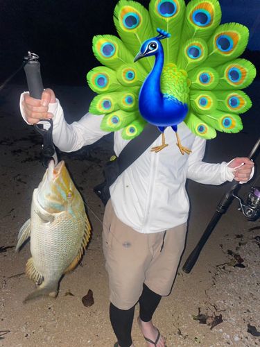 タマンの釣果