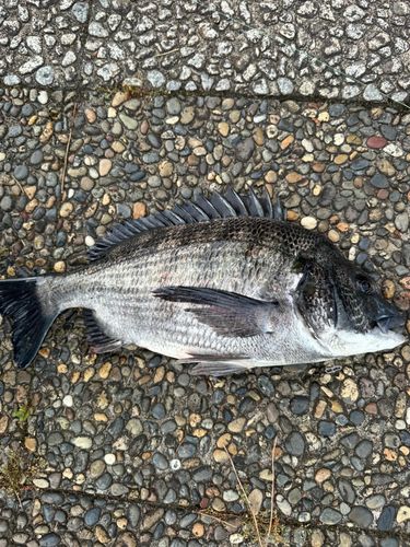 クロダイの釣果