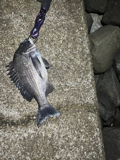 クロダイの釣果