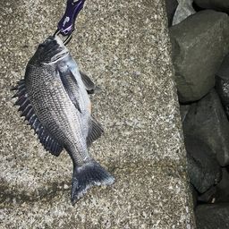クロダイ