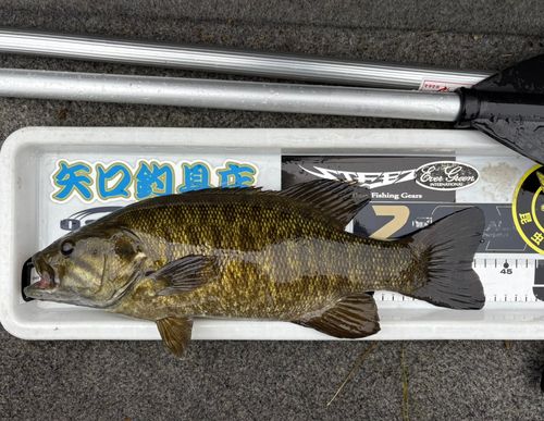 スモールマウスバスの釣果