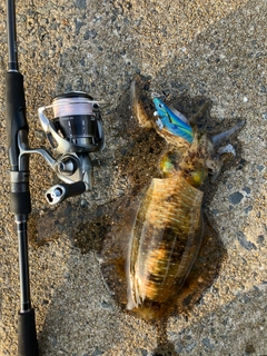 アオリイカの釣果