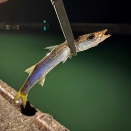 カマス