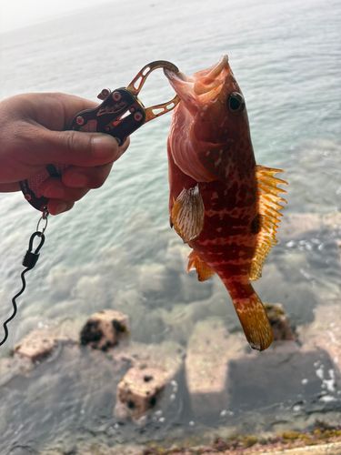 アコウの釣果