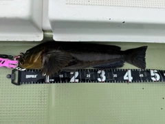 アイナメの釣果