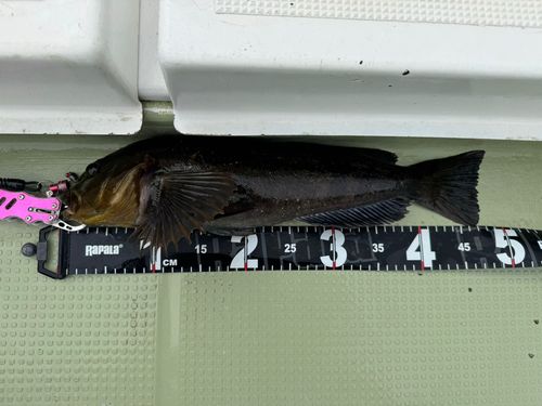 アイナメの釣果