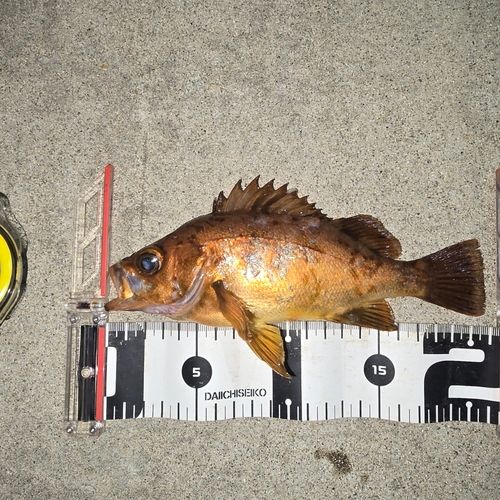 メバルの釣果