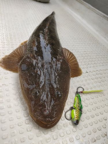 マゴチ