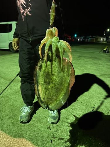 コウイカの釣果
