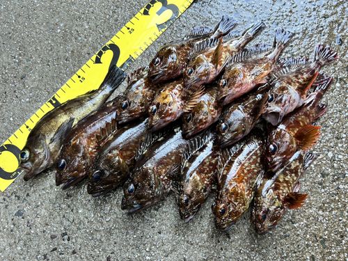 アラカブの釣果