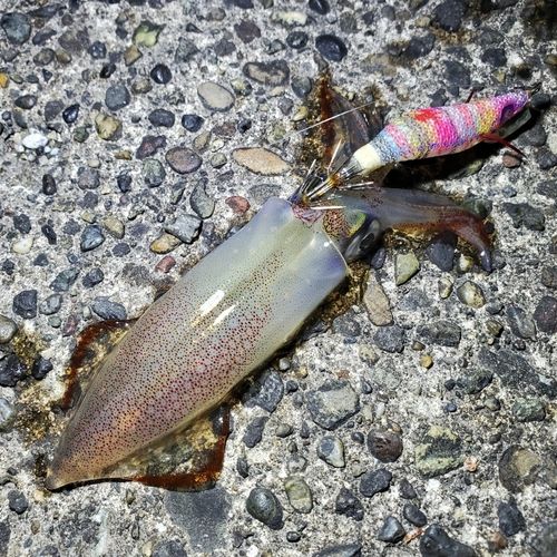 ケンサキイカの釣果