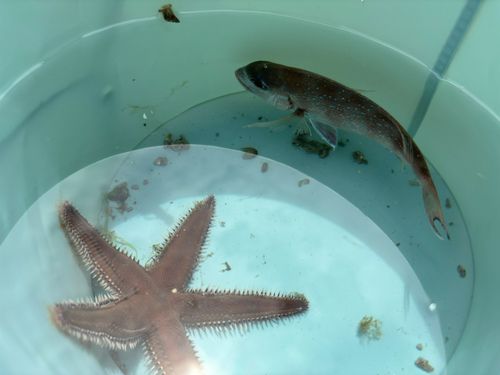 タイの釣果