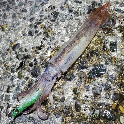 ムギイカの釣果