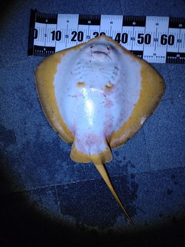 アカエイの釣果