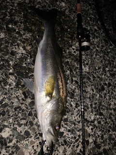 フッコ(マルスズキ)の釣果