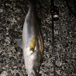 フッコ（マルスズキ）