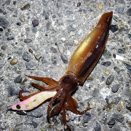 ムギイカの釣果