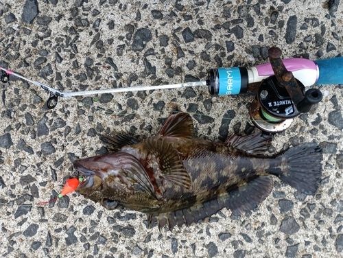 アラカブの釣果