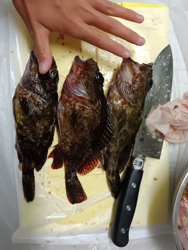 アラカブの釣果