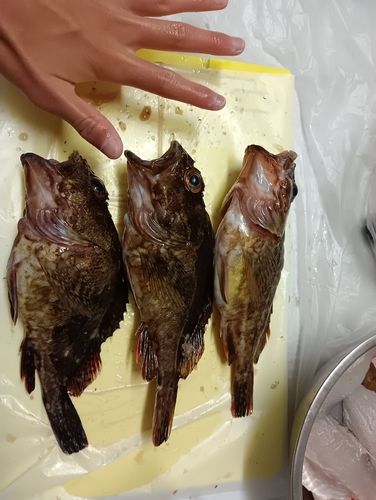 アラカブの釣果