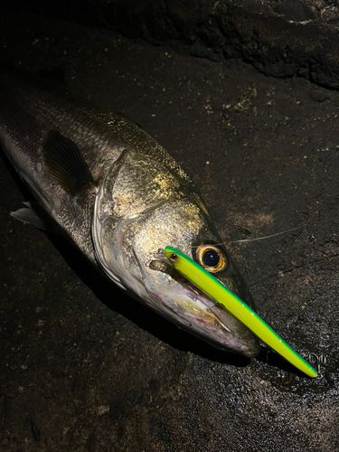 スズキの釣果