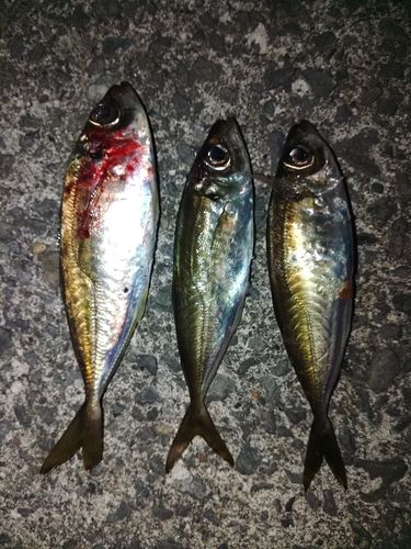 アジの釣果