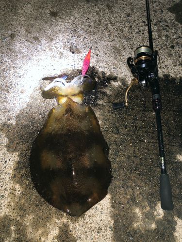 アオリイカの釣果