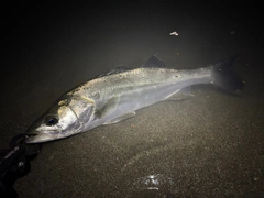 フッコ(マルスズキ)の釣果