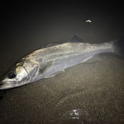 フッコ（マルスズキ）