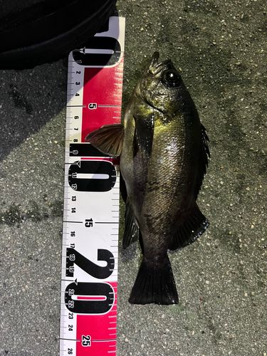 メバルの釣果
