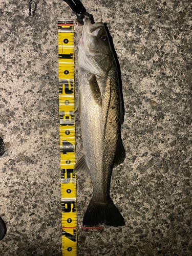 セイゴ（マルスズキ）の釣果