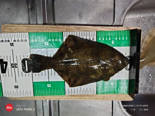 マガレイの釣果