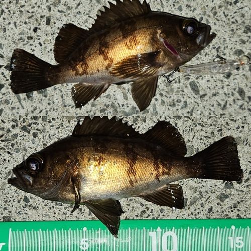 メバルの釣果