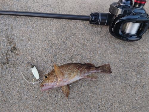 アラカブの釣果