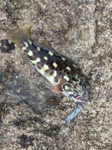 イソゴンベの釣果