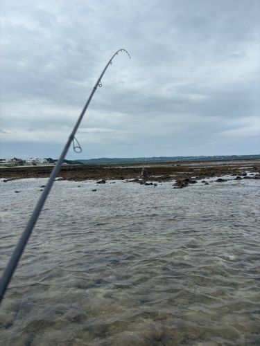 イシミーバイの釣果