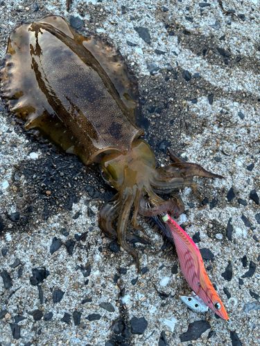 アオリイカの釣果