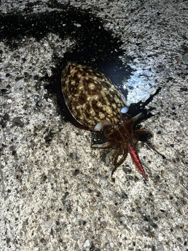 カミナリイカの釣果