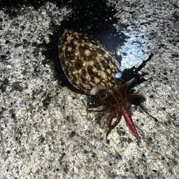 カミナリイカ