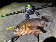 メバルの釣果