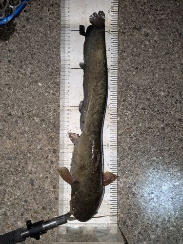 マナマズの釣果