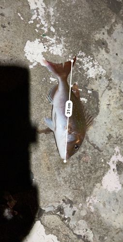 マダイ