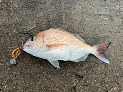 マダイの釣果