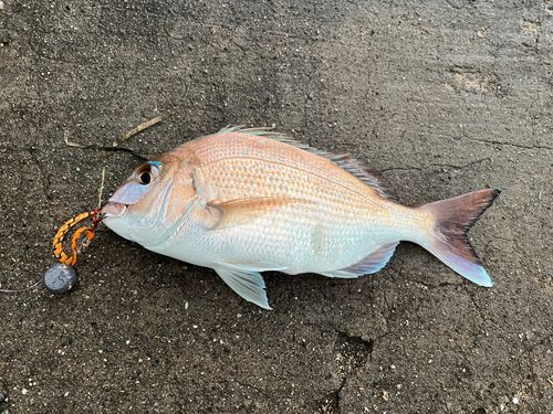 マダイの釣果