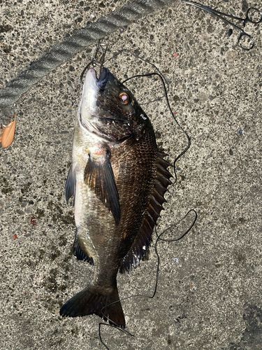 チヌの釣果