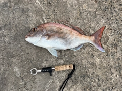 マダイの釣果